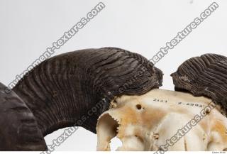 mouflon skull antlers 0002